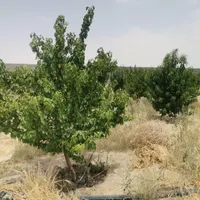 زمین باغ سند دار|فروش زمین و ملک کلنگی|اصفهان, گورت|دیوار
