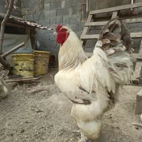 مرغ و خروس