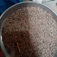عدس بش ریز محلی