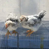 یک جفت جوجه مرغ و خروس رسمی