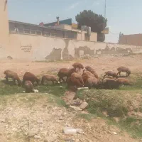 بره|حیوانات مزرعه|هشتگرد, تهران دشت|دیوار