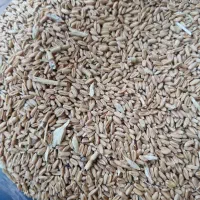 گندم دیم نژاد اصلاح شده