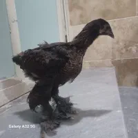 جوجه برهما