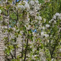 فروش باغ در کندرود استان قم