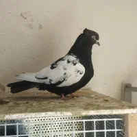 کفتردر‌ماهدشت