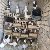 ۲۵ عدد طوقی بی پاپر