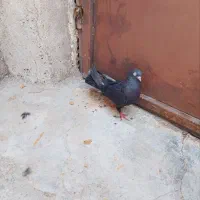 کبوتر