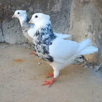طوقی