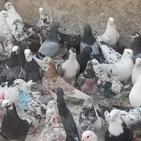 کبوتر تهرانی پرشی  تک فروشیم دارم
