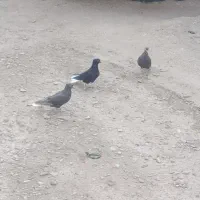 دم اسبی