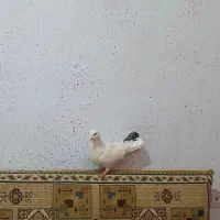 کبوتر نر