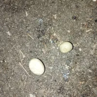 سنگ‌|کلکسیون اشیاء عتیقه|کاشان, درب اصفهان|دیوار