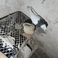 طوقی|پرنده|تبریز, |دیوار