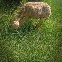 میش ابست