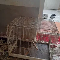 قفس