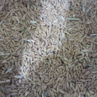 گندم|خوردنی و آشامیدنی|تبریز, |دیوار
