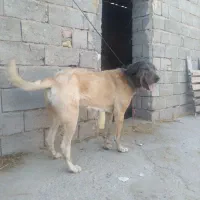 سگ ماده اصیل