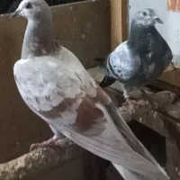 کفتر