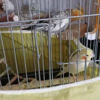 عروس هلندی مولد
