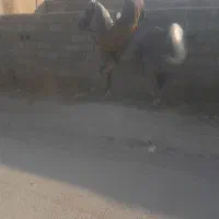 فروش مادیون کرد سواری دار ۴۷