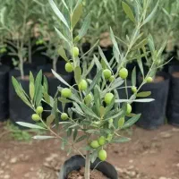 فروش نهال زیتون زرد شیراز