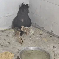 مرغ و جوجه