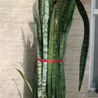 پاجوش (قلمه) گل سانسوریا سبز ساده
