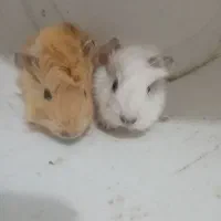بچه خوکچه وخرگوش