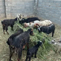 معاوضه .با اسب