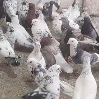 کبوترتهرانی پرشی دمگیر اصفهانی پر وپلاکی