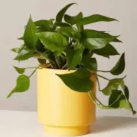 گلدان کوچک پتوس