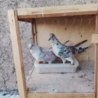 کفتر پرشی تیر ماهی با ملنگو یا گیرینچیک هم معاوضه