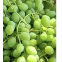 هاله (آبغوره)درجه یک ودیمی