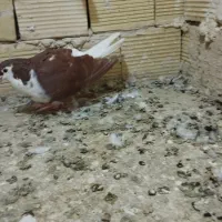 کفتر کبوتر صید