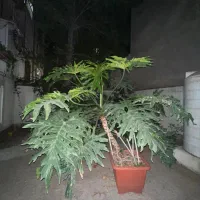 فیلو دندرون