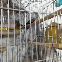 فنچ شارکول