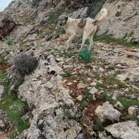 فروشی|سگ|عجب شیر, |دیوار