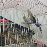عروس هلندی