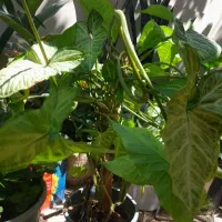 گل.|گل و گیاه طبیعی|ارومیه, |دیوار