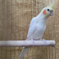 عروس هلندی نر آواز خوان