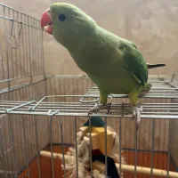 ملنگوی فول اهلی