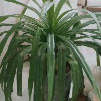 یک عدد گل پاندا نوس ۵ساله زیبا وسر حال