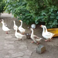 فروش عمده و تکی سنگین وزن