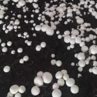 کمپوست آماده پرورش قارچ دکمه ای