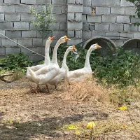 قوغازچینی یاگردن ماری ،قوغازخالماگور