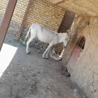 الاغ