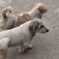 یک جفت سگ کوتله نروماده