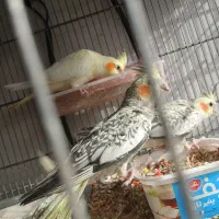 پرنده فروشی سعید