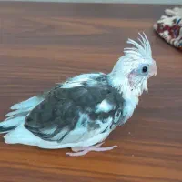جوجه دوکت البینو
