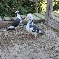 کبوتر مسافتی دهن جور